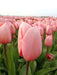 Tulip Salmon Impression ( Bulbs) Bloom Spring, FALL PLANTING - Caribbean garden seed