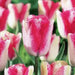 Tulip Triumph Mata Hari,Late  Blooming,12/+cm,NOW SHIPPING! - Caribbean garden seed