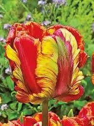 Tulip Rainbow Parrot Fall Planting Bulbs.Shipping now! - Caribbean garden seed