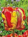 Tulip Rainbow Parrot Fall Planting Bulbs.Shipping now! - Caribbean garden seed