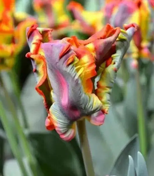 Tulip Rainbow Parrot Fall Planting Bulbs.Shipping now! - Caribbean garden seed