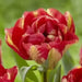 Tulip,Sundowner ,fall Planting Bulbs - Caribbean garden seed