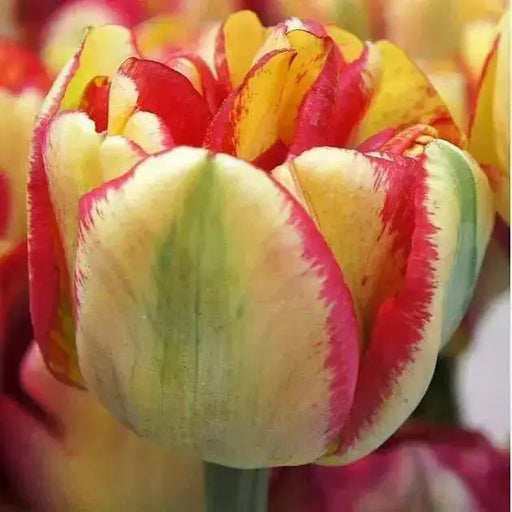 Tulip,Sundowner ,fall Planting Bulbs - Caribbean garden seed