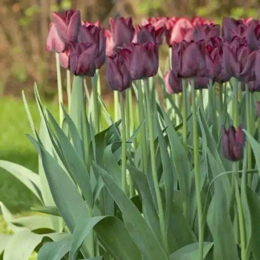 Tulip Triumph Ronaldo ( Bulbs),Dark and Dramatic,Good Mixer,Gorgeous Cut Flowers ! - Caribbean garden seed