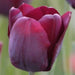 Tulip Triumph Ronaldo ( Bulbs),Dark and Dramatic,Good Mixer,Gorgeous Cut Flowers ! - Caribbean garden seed