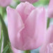 Tulip Single Late "Pink Diamond",12/+cm,NOW SHIPPING! - Caribbean garden seed