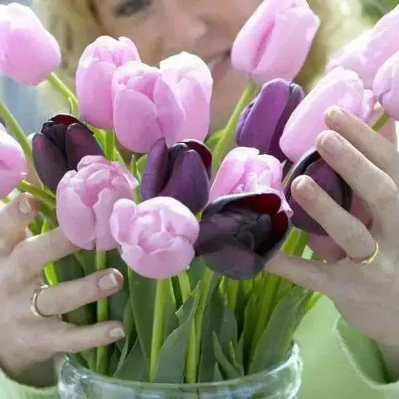 Tulip Single Late "Pink Diamond",12/+cm,NOW SHIPPING! - Caribbean garden seed