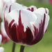 Tulip Triumph Bulb - Rem's Favourite (Bulbs),12/+cm, Now shipping ! - Caribbean garden seed
