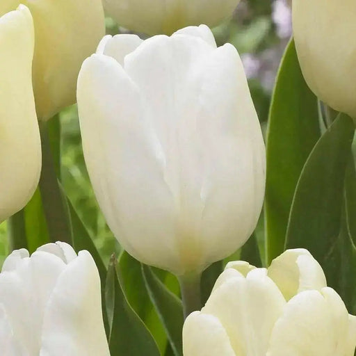 Tulip White Flag' ( Bulbs-12/+cm,) Excellent for Bouquets Flowers - Caribbean garden seed