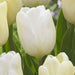 Tulip White Flag' ( Bulbs-12/+cm,) Excellent for Bouquets Flowers - Caribbean garden seed