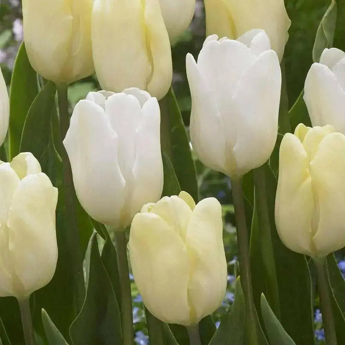 Tulip White Flag' ( Bulbs-12/+cm,) Excellent for Bouquets Flowers - Caribbean garden seed