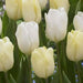 Tulip White Flag' ( Bulbs-12/+cm,) Excellent for Bouquets Flowers - Caribbean garden seed