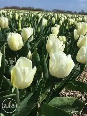 Tulip White Flag' ( Bulbs-12/+cm,) Excellent for Bouquets Flowers - Caribbean garden seed