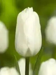 Tulip White Flag' ( Bulbs-12/+cm,) Excellent for Bouquets Flowers - Caribbean garden seed