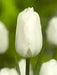 Tulip White Flag' ( Bulbs-12/+cm,) Excellent for Bouquets Flowers - Caribbean garden seed