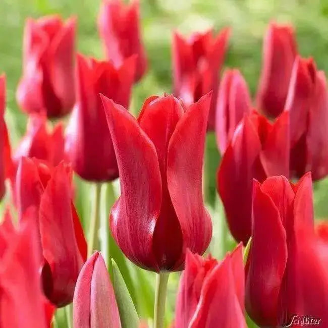 Tulip Red shine ( Bulbs) Lily flowering, FALL PLANTING - Caribbean garden seed