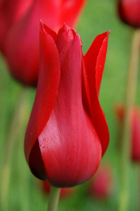 Tulip Red shine ( Bulbs) Lily flowering, FALL PLANTING - Caribbean garden seed