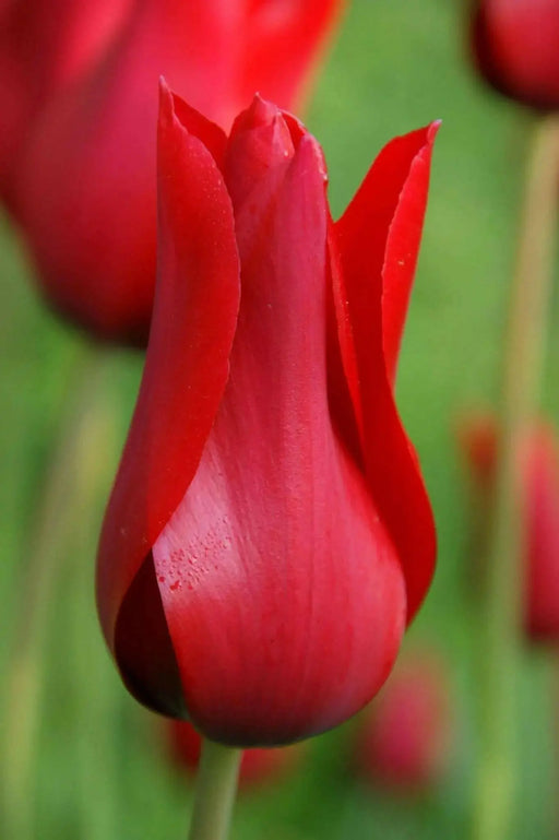 Tulip Red shine ( Bulbs) Lily flowering, FALL PLANTING - Caribbean garden seed