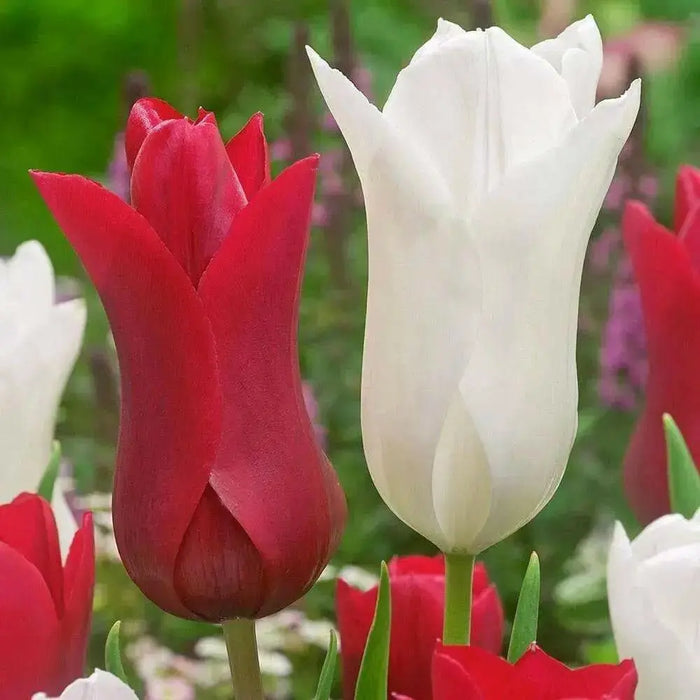 Tulip Red shine ( Bulbs) Lily flowering, FALL PLANTING - Caribbean garden seed