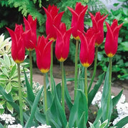 Tulip Red shine ( Bulbs) Lily flowering, FALL PLANTING - Caribbean garden seed