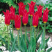 Tulip Red shine ( Bulbs) Lily flowering, FALL PLANTING - Caribbean garden seed