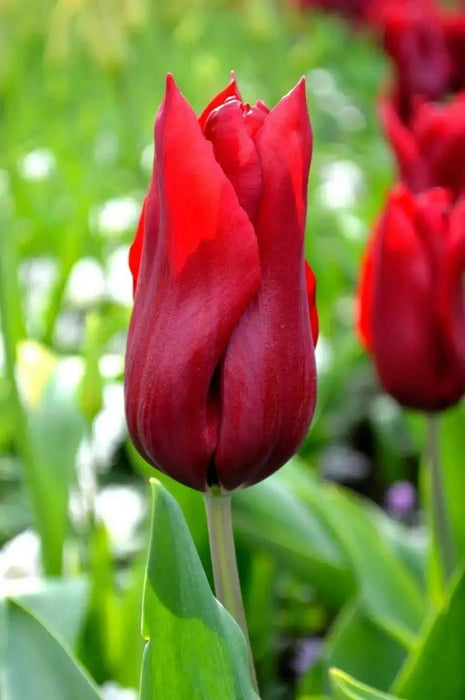 Tulip Red shine ( Bulbs) Lily flowering, FALL PLANTING - Caribbean garden seed