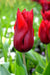 Tulip Red shine ( Bulbs) Lily flowering, FALL PLANTING - Caribbean garden seed