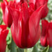 Tulip Red shine ( Bulbs) Lily flowering, FALL PLANTING - Caribbean garden seed
