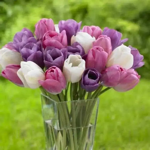 Tulip Triumph Soft Beauty Mix (Bulbs) Mid-Season Blooming,12/+cm,NOW SHIPPING - Caribbean garden seed