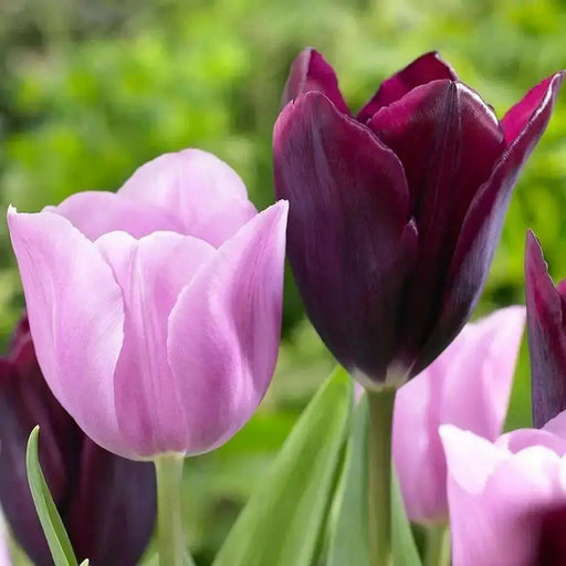 Tulip' Havran'(12/+cm) Dark, Fall bulbs, Now Shipping ! - Caribbean garden seed