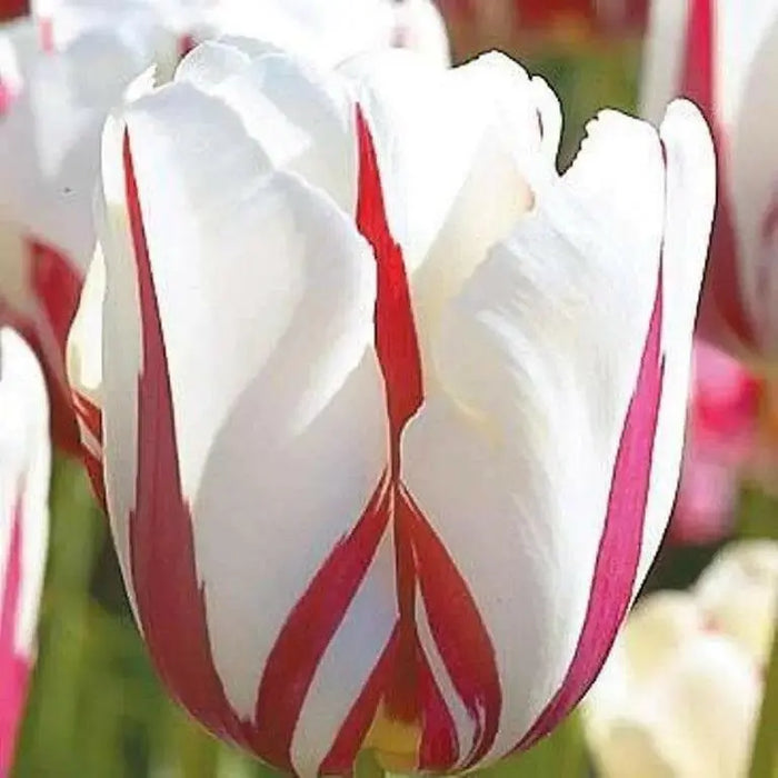 Tulip World Expression ( Bulbs) Single Late BLOOMING - Caribbean garden seed
