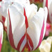 Tulip World Expression ( Bulbs) Single Late BLOOMING - Caribbean garden seed
