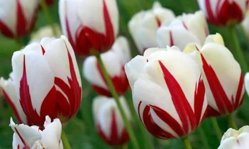 Tulip World Expression ( Bulbs) Single Late BLOOMING - Caribbean garden seed