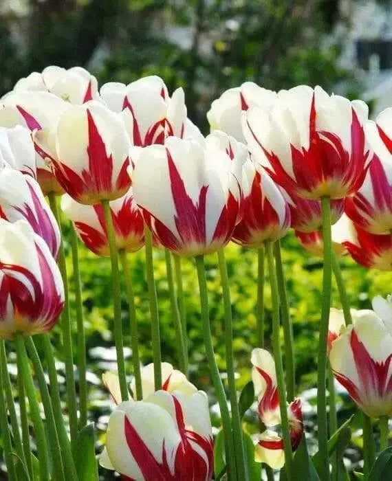 Tulip World Expression ( Bulbs) Single Late BLOOMING - Caribbean garden seed