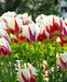Tulip World Expression ( Bulbs) Single Late BLOOMING - Caribbean garden seed