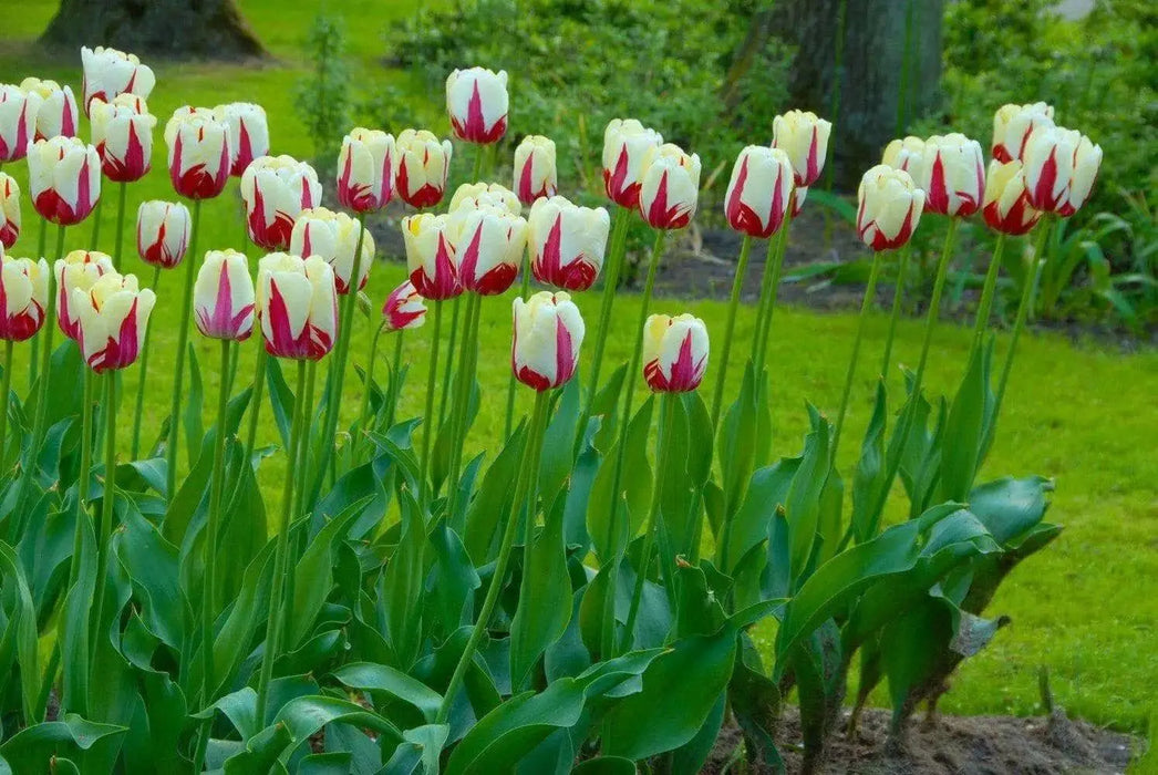 Tulip World Expression ( Bulbs) Single Late BLOOMING - Caribbean garden seed