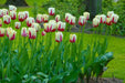 Tulip World Expression ( Bulbs) Single Late BLOOMING - Caribbean garden seed