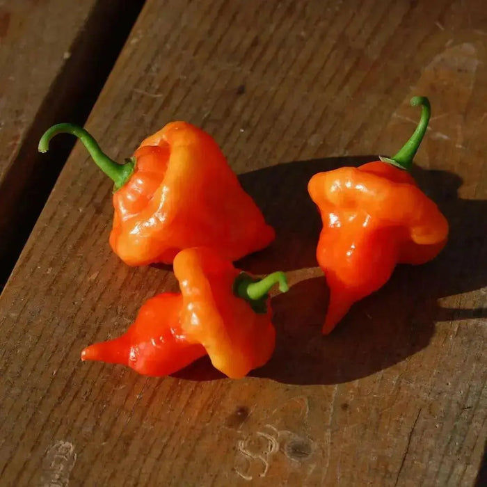 Turks Cap, Yellow Pepper - 10 Seeds  (Capsicum annuum)  HOT - Caribbean garden seed