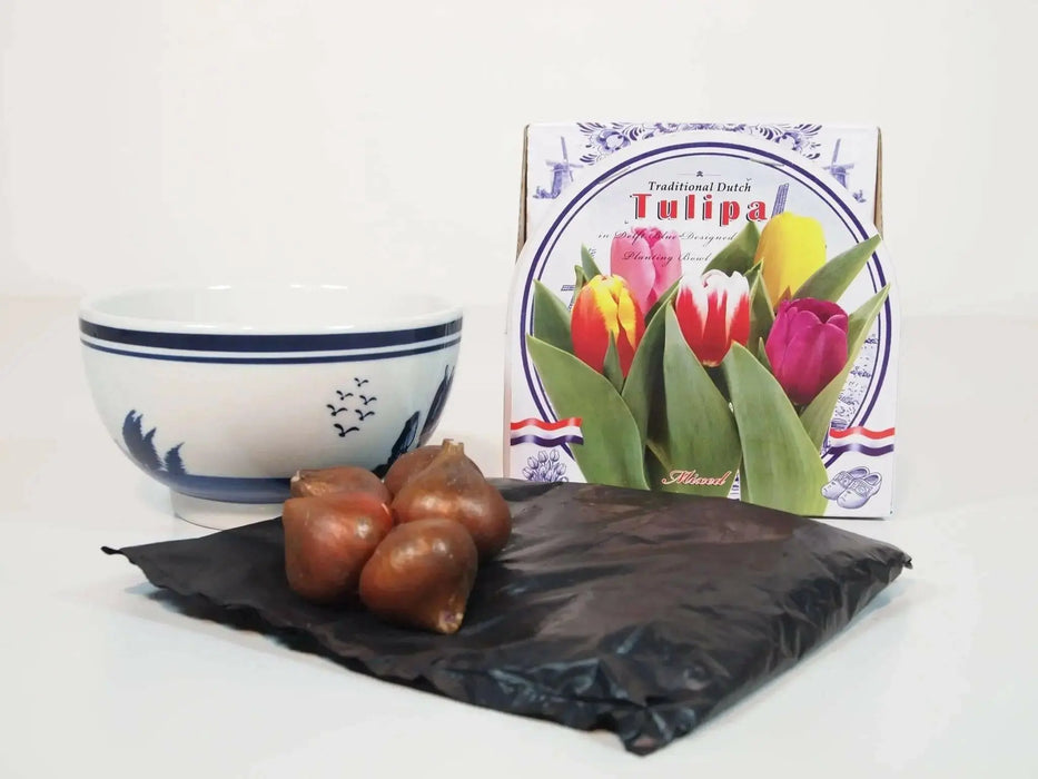 TULIPS BULBS ,Indoor Growing Kit with Delft Ceramic Bowl, Great Gift, - Caribbean garden seed