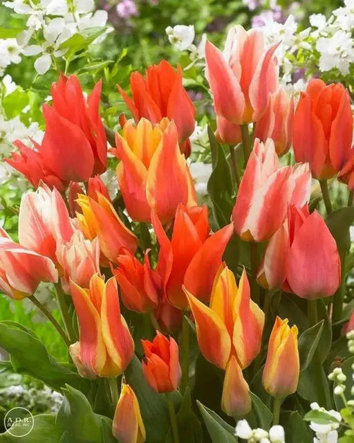 Tulipa bunch flowering 'Canada Pride Mix' Bulbs - Caribbean garden seed
