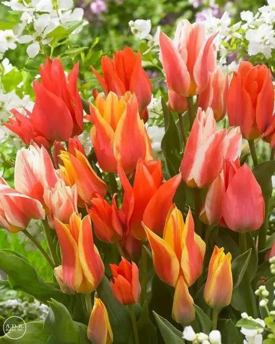 Tulipa bunch flowering 'Canada Pride Mix' Bulbs - Caribbean garden seed
