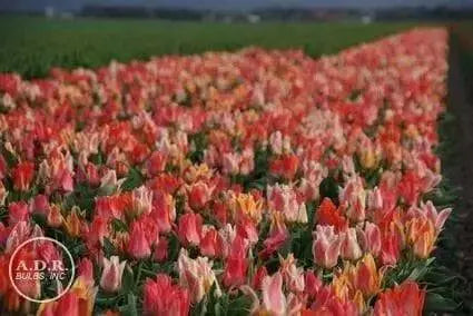 Tulipa bunch flowering 'Canada Pride Mix' Bulbs - Caribbean garden seed