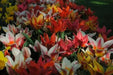 Tulipa bunch flowering 'Canada Pride Mix' Bulbs - Caribbean garden seed