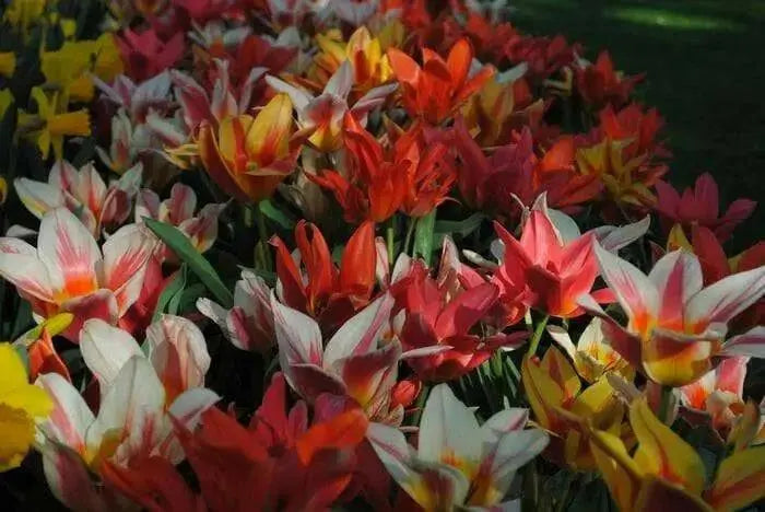 Tulipa bunch flowering 'Canada Pride Mix' Bulbs - Caribbean garden seed