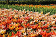Tulipa bunch flowering 'Canada Pride Mix' Bulbs - Caribbean garden seed