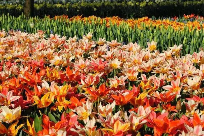 Tulipa bunch flowering 'Canada Pride Mix' Bulbs - Caribbean garden seed