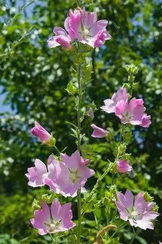 Turkish Hollyhock SEED ,Perennial flowers - Caribbean garden seed