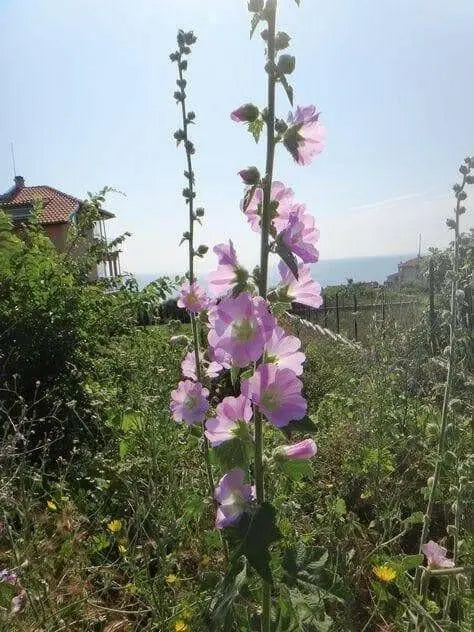 Turkish Hollyhock SEED ,Perennial flowers - Caribbean garden seed