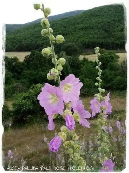 Turkish Hollyhock SEED ,Perennial flowers - Caribbean garden seed