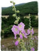 Turkish Hollyhock SEED ,Perennial flowers - Caribbean garden seed